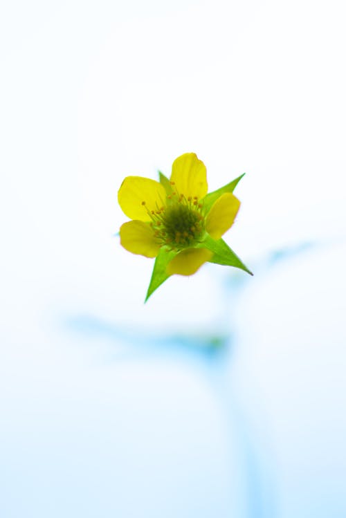 Green and Yellow Petaled Flower