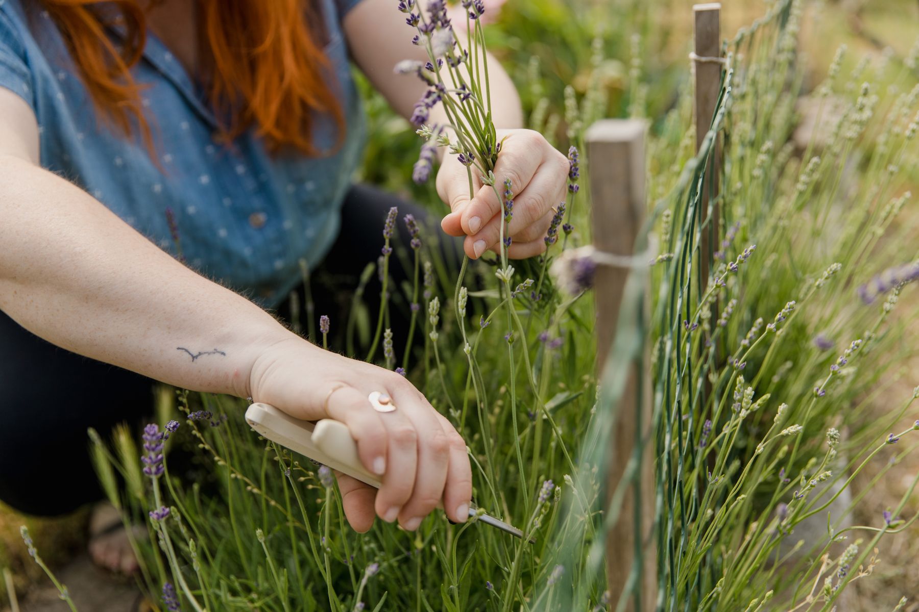 Gardener trimming lavender stems with pruning shears
