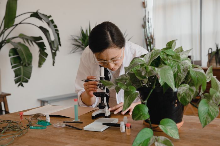 Scientist at a microscope beside plants