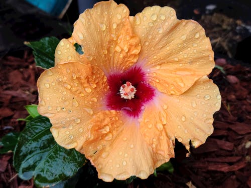 Gratis Fotos de stock gratuitas de de cerca, flor amarilla, floreciente Foto de stock