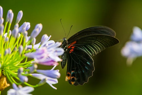 Black and Red Butterfly Perched on Purple Flower Buds