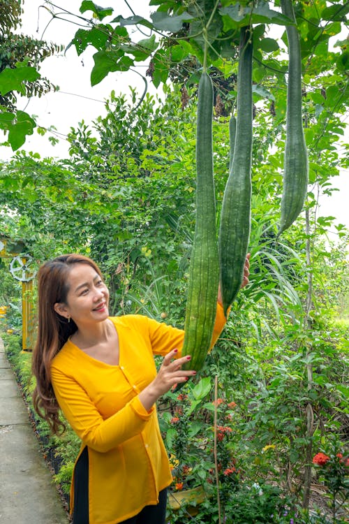 Free Woman in Yellow Long Sleeves Shirt Holding the Hanging Bottle Gourd Stock Photo