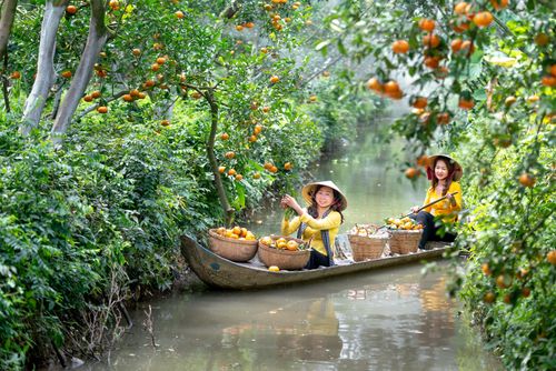 Free Asian women collecting oranges on a river in lush nature, vibrant and serene. Stock Photo