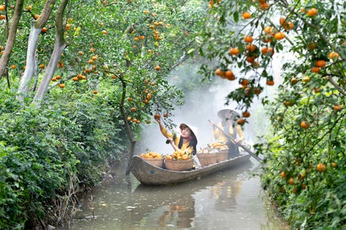 Бесплатное стоковое фото с азиатские женщины, апельсины, деревья