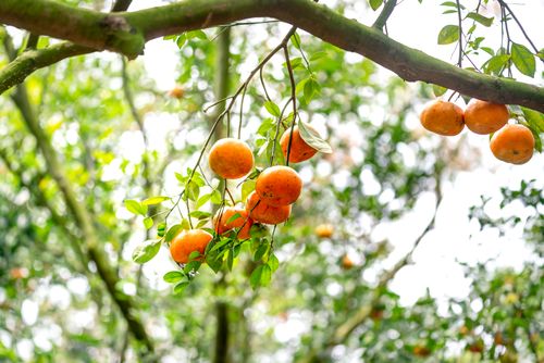 Free Vibrant oranges hanging from a tree branch in a sunlit orchard, capturing nature's bounty. Stock Photo