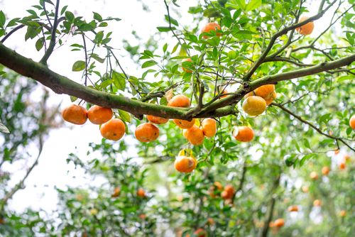 Free Lush green tree branch with ripe oranges in a sunlit orchard scene Stock Photo