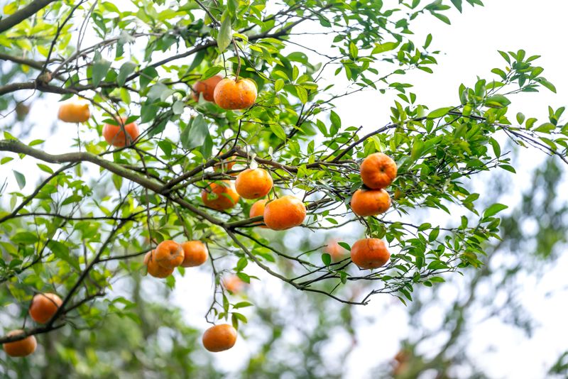 Vibrant oranges on a tree branch outdoors