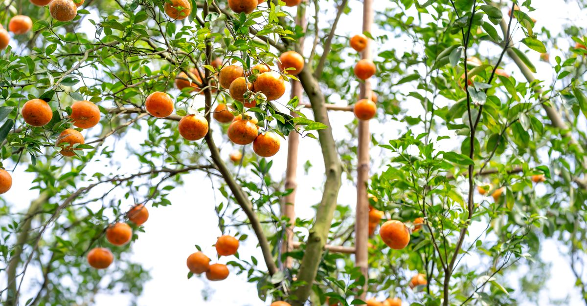 Lush orange tree with ripe fruits under clear sky, reflecting abundant harvest and healthy growth. - Evidence evidence guide for citrus bergamot cholesterol meta-analysis