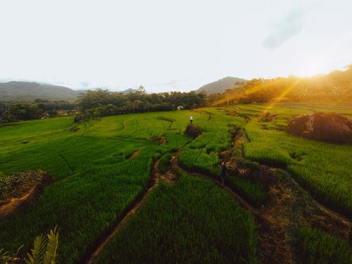 Free A breathtaking aerial view of vibrant green rice fields at sunrise, showcasing nature's beauty and rural landscape. Stock Photo