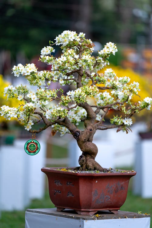 Foto profissional grátis de amarelo, atraente, bonsai