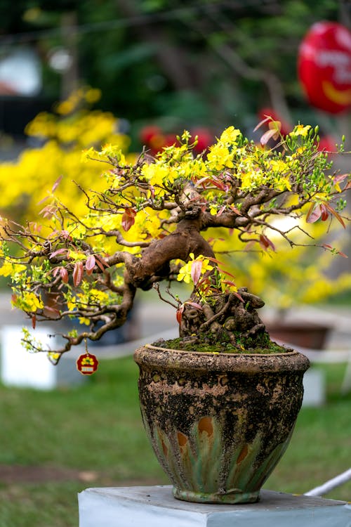Imagine de stoc gratuită din arbore japonez, flori galbene, fotografie de flori