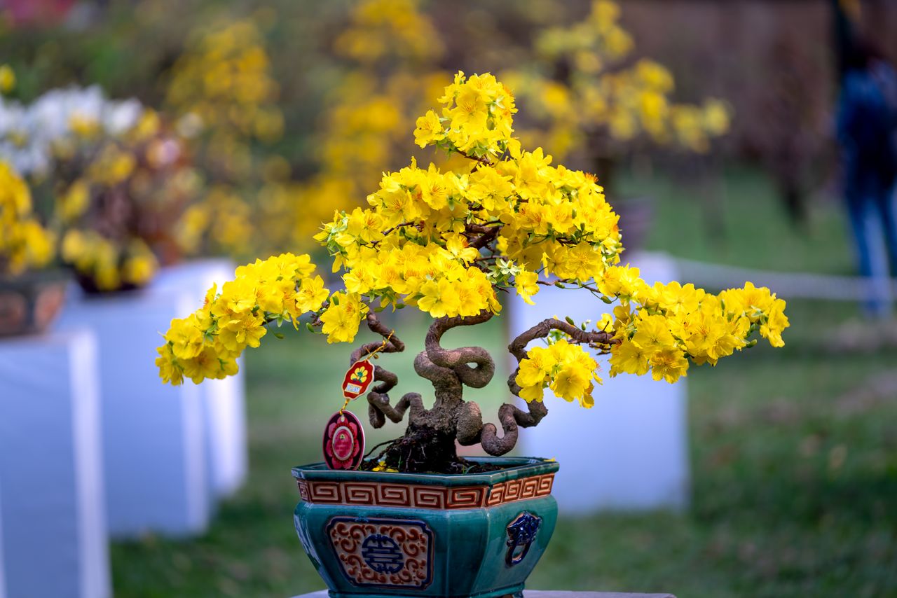 a beautiful bonsai tree with vibrant yellow flowers in an intricately