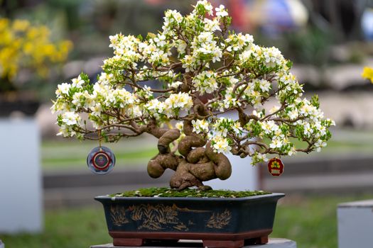 A beautifully blooming bonsai tree with white flowers in an artistic pot outdoors.