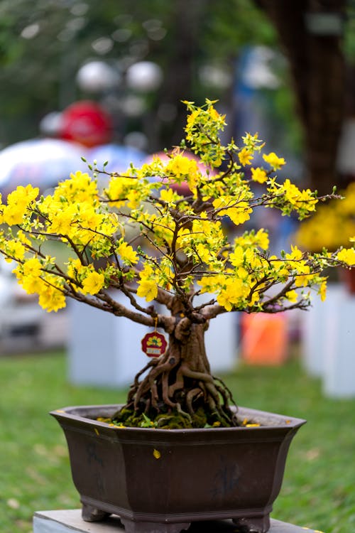 Free Kostenloses Stock Foto zu blumenphotographie, bonsai, gelbe blumen Stock Photo
