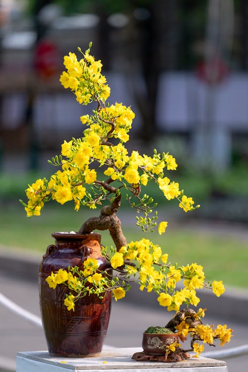 Imagine de stoc gratuită din arbore, arbore japonez, blur background