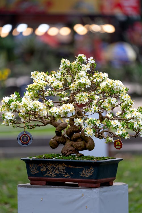 Imagine de stoc gratuită din arbore japonez, flori albe, fotografie de flori