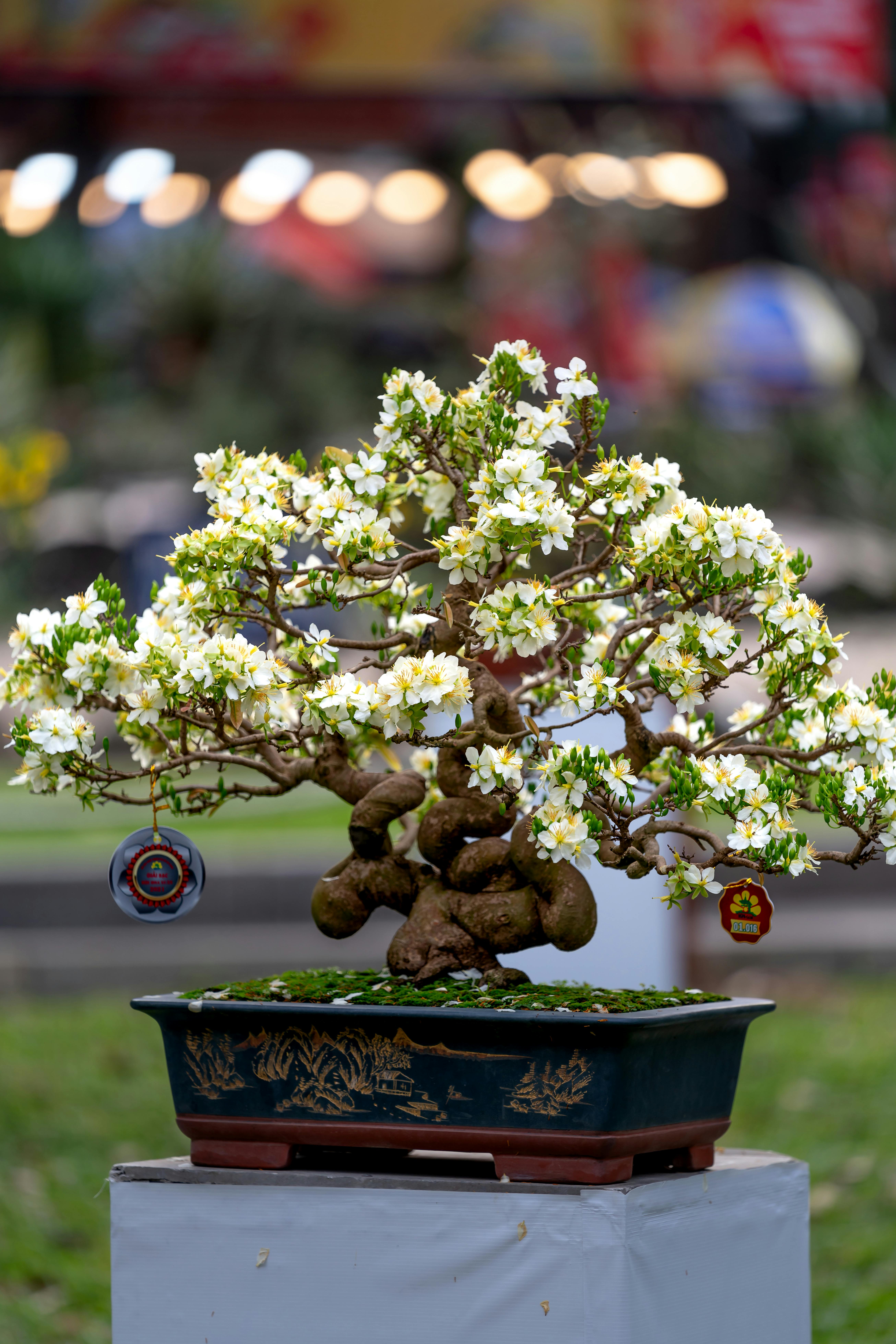 Foto de stock gratuita sobre bonsái, en conserva, floreciente, flores  blancas, fondo borroso, fotografía de flores, tiro vertical