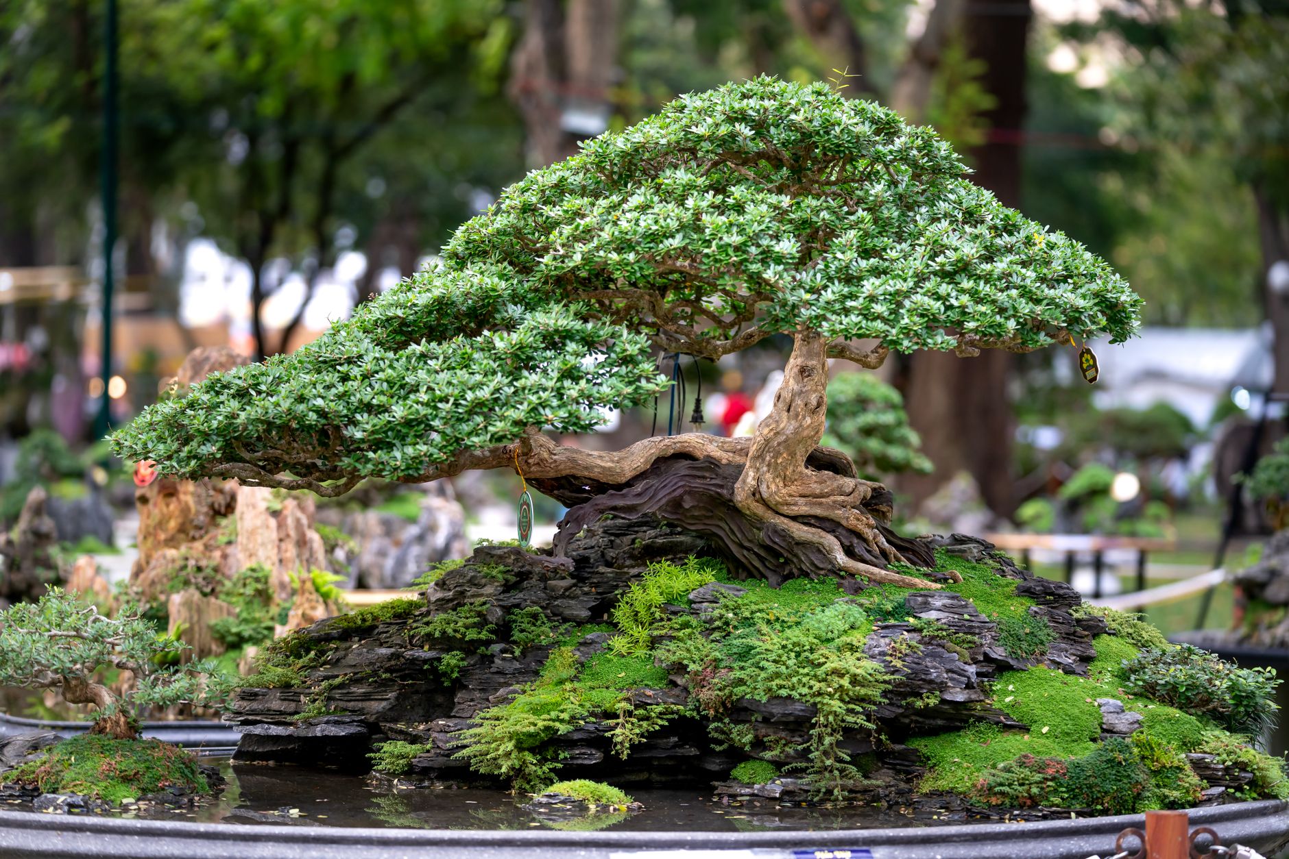 Detailed view of a beautifully shaped bonsai tree outdoors.