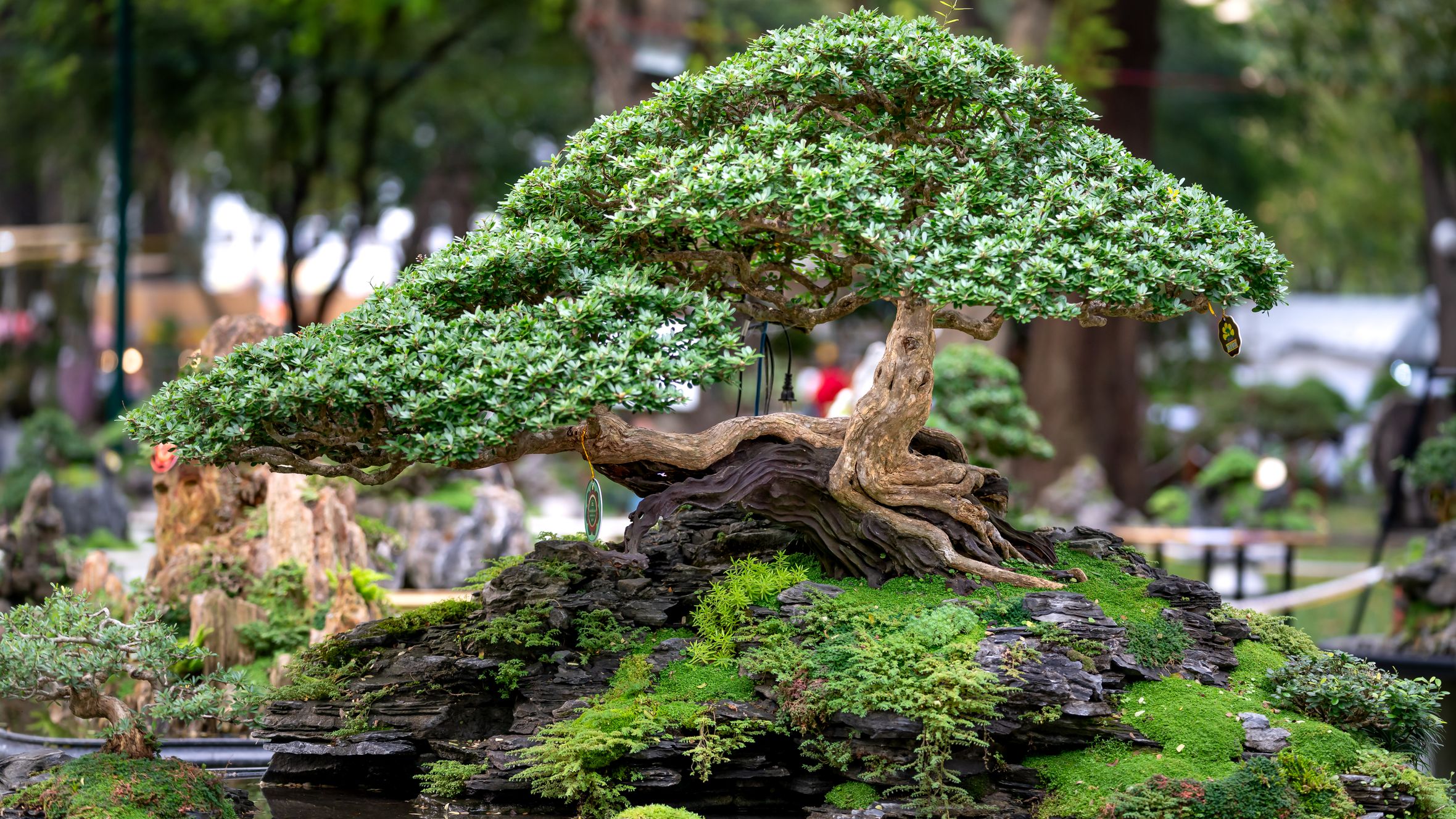 Detailed view of a beautifully shaped bonsai tree outdoors.