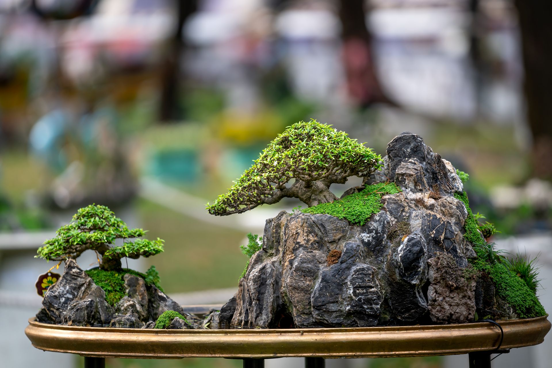 A beautifully crafted bonsai arrangement on rock, showcasing nature's artistry in miniature form.