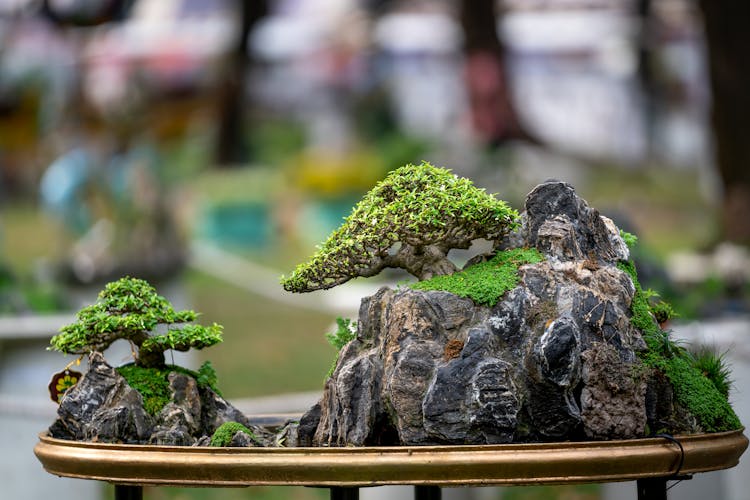 Bonsai Trees On Rock