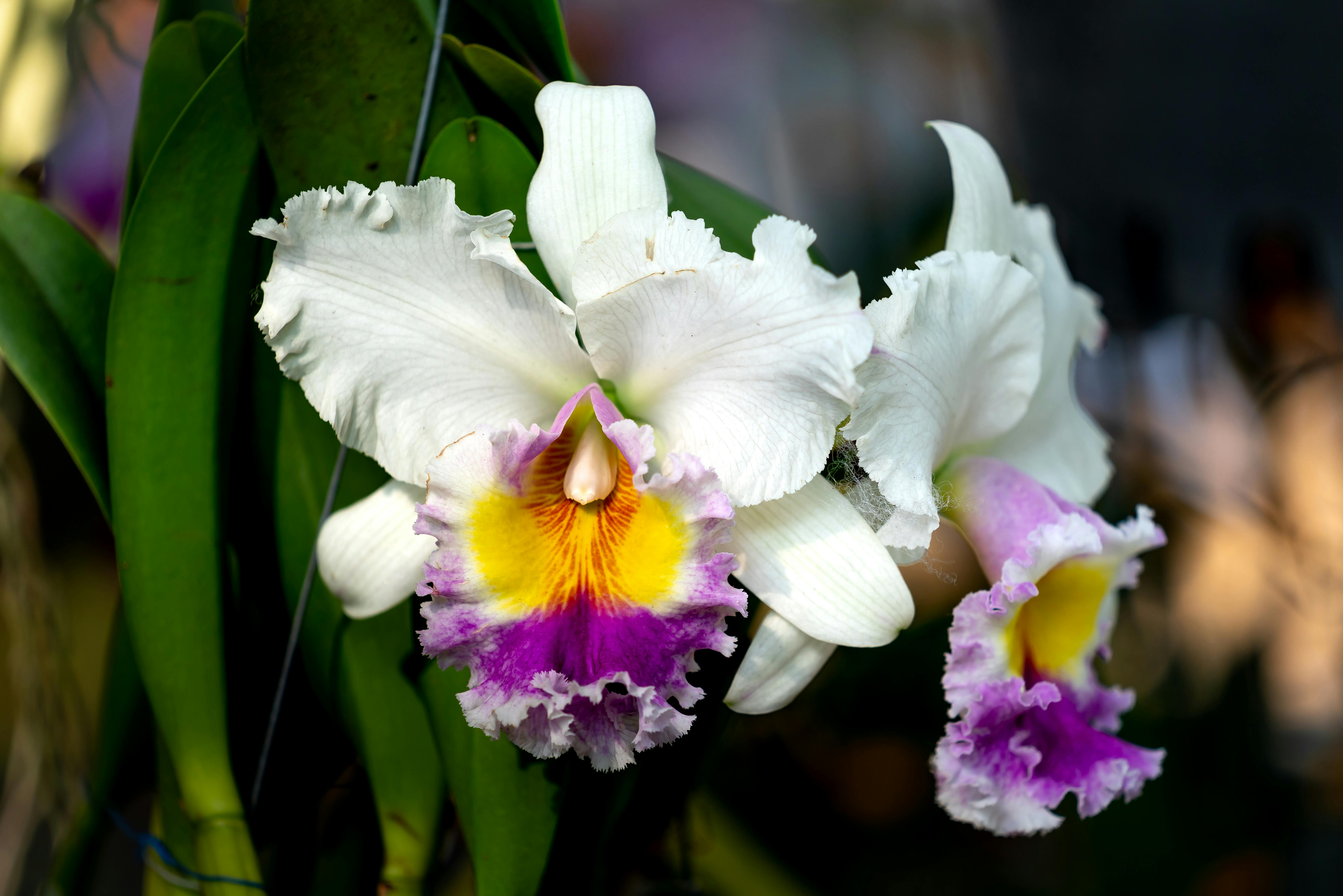orquídea cattleya