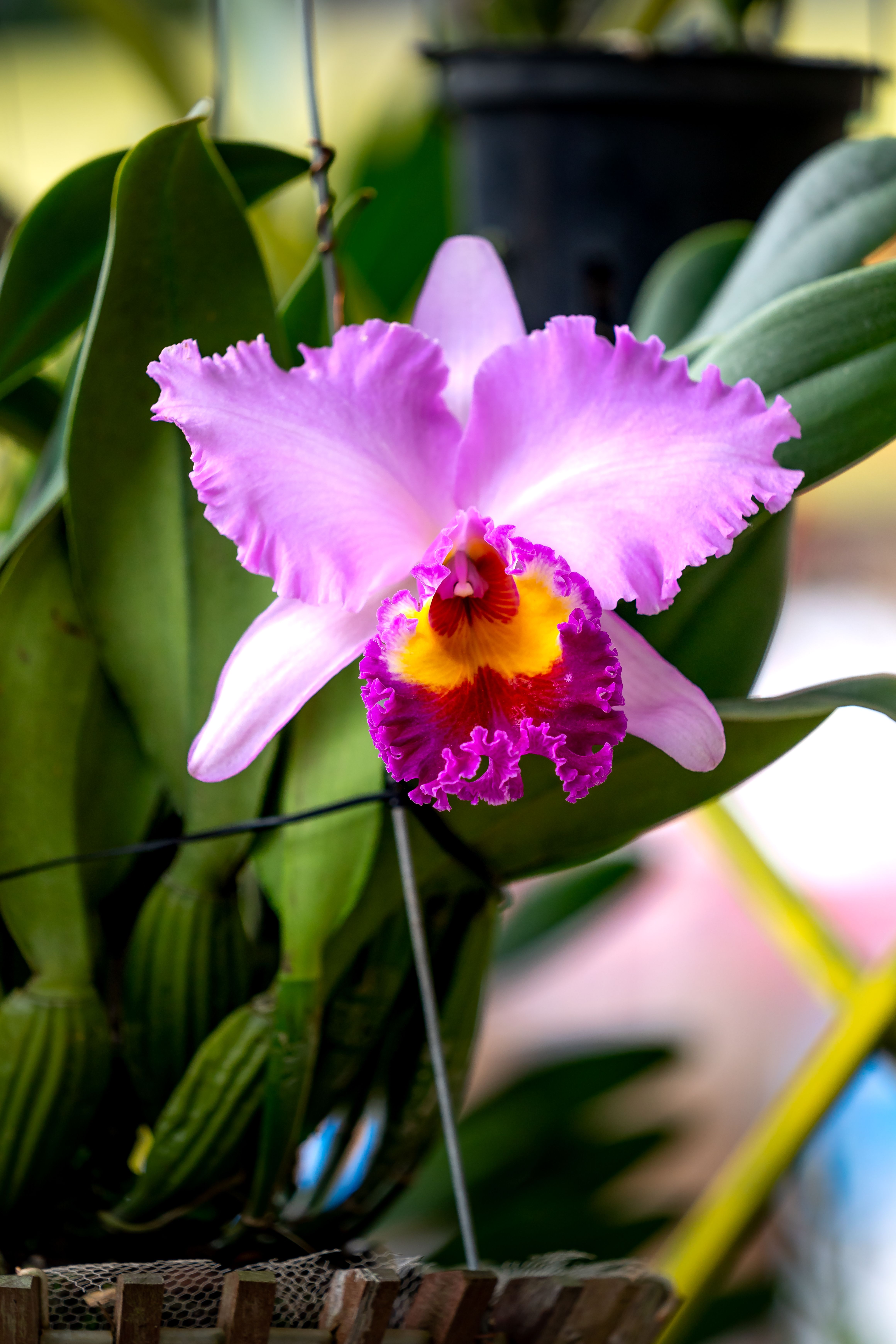 Las especies endémicas y orquídeas más valoradas en programas de conservación