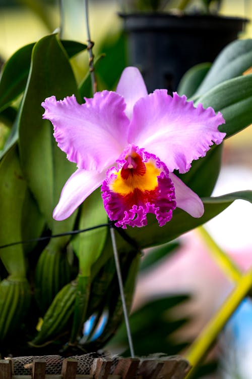 Fotobanka s bezplatnými fotkami na tému kvetinová fotografia, lupene, orchidea