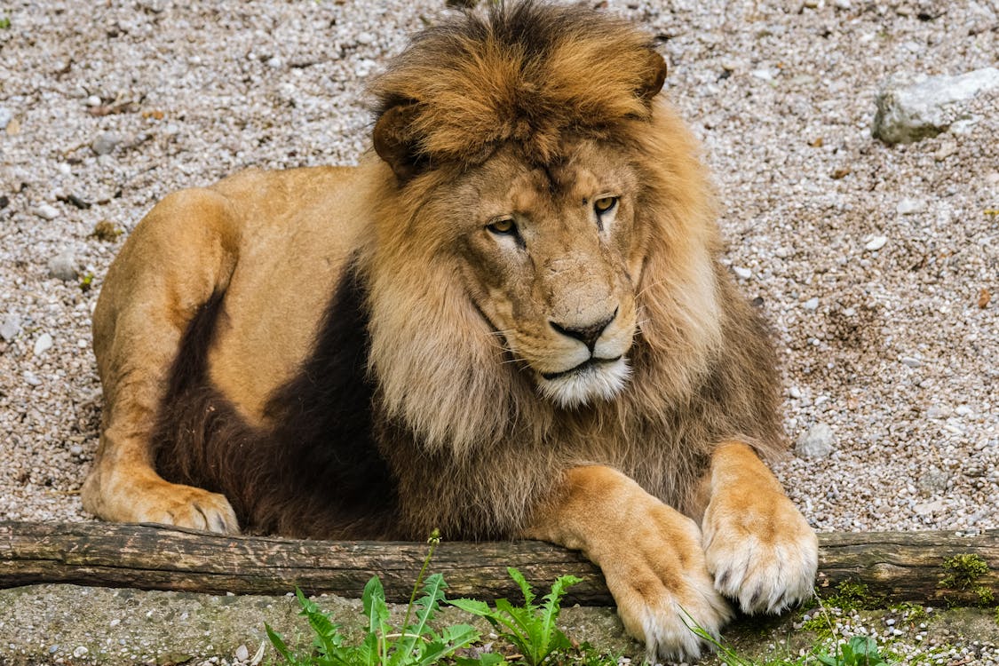 Free Photo of a Wild Lion Sitting on the Ground Stock Photo