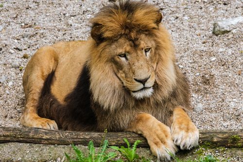 Free A powerful lion with a full mane rests calmly on the ground, exuding strength and regality. Stock Photo