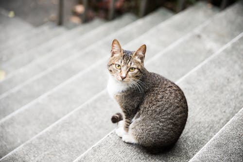 Cat Sitting at Step
