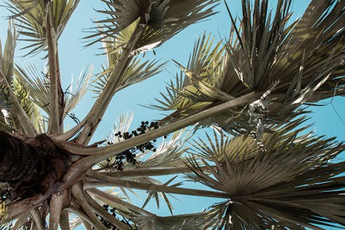 Free Palm Tree  Stock Photo