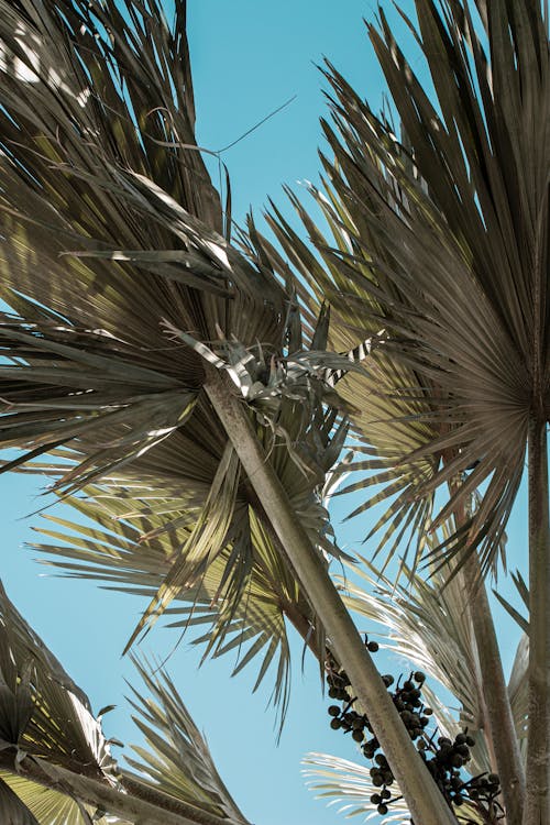 Free Palm Tree Fronds Stock Photo