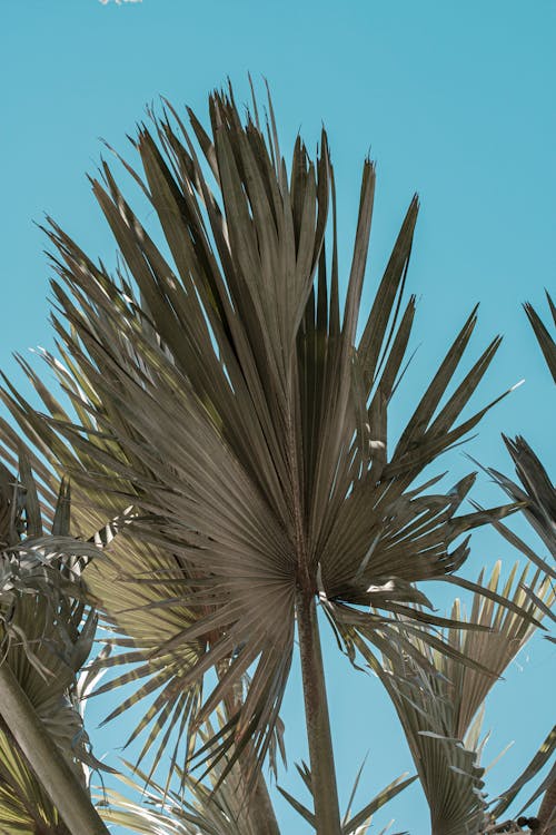 パルム, ビスマルキアノビリス, 垂直ショットの無料の写真素材