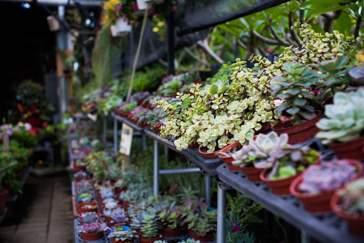 Succulents arranged in nursery pots on a greenhouse shelf.