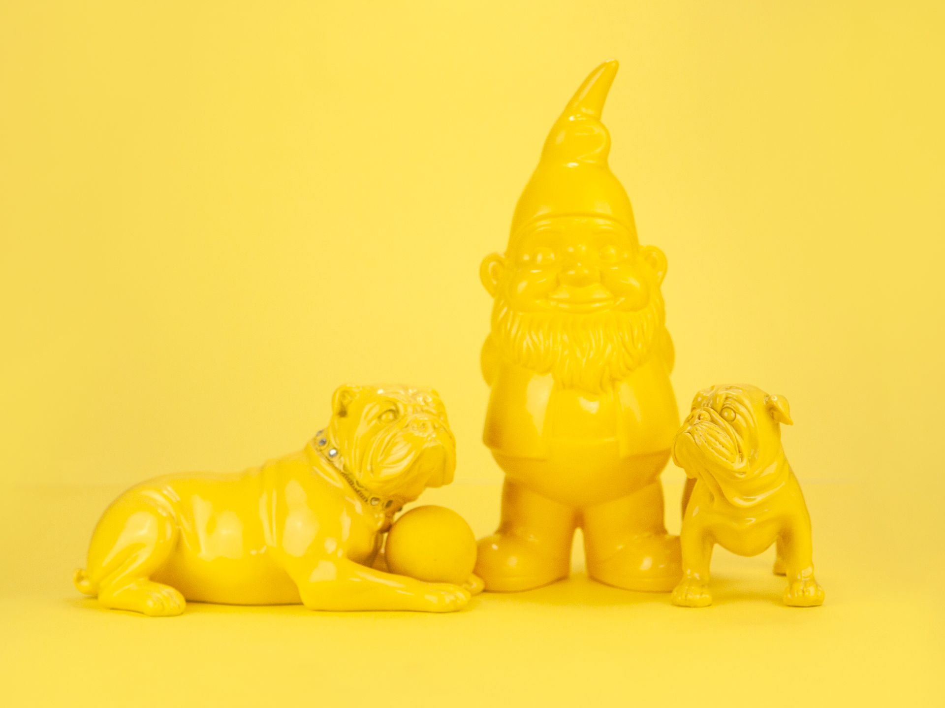 A Yellow Dwarf Between Bulldogs in Close-up Photography