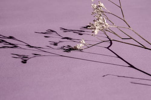 Dried Flower Casting Shadow at Purple Background