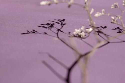 A Shadow of White Flowers on Purple Surface