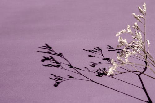A Shadow of White Flowers on Purple Surface
