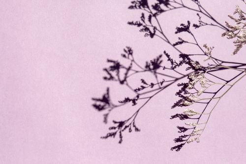 Free Aesthetic shadows of delicate wildflowers cast on a soft pink background, creating a minimalist and artistic composition. Stock Photo