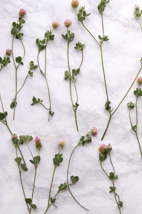 Free Flowers on Marble Surface Stock Photo