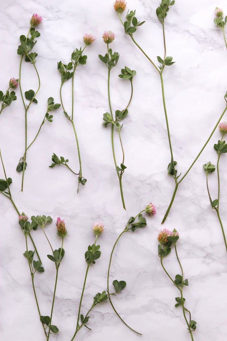 Flowers On Marble Surface