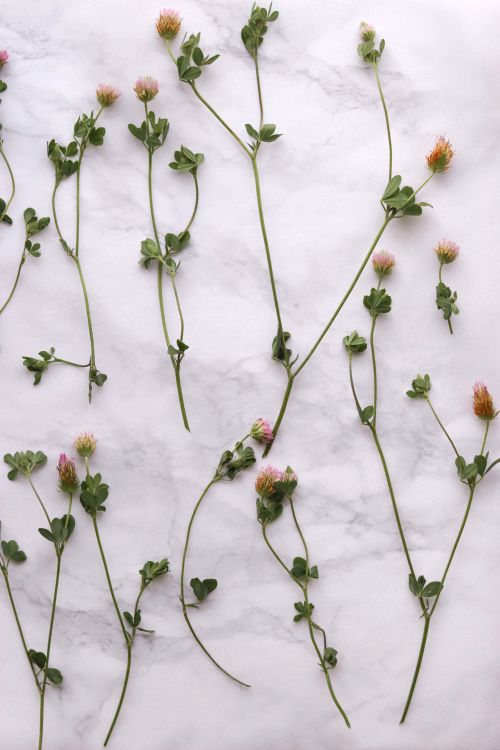 Free A flat lay of delicate pink clover stems arranged on a marble surface, showcasing botanical beauty. Stock Photo