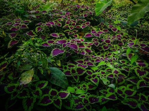 Fotos de stock gratuitas de fondo, hd, hoja verde