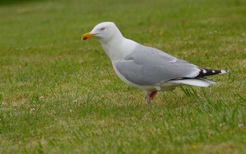 White Bird on Green Grass