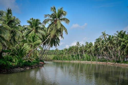 Green Coconut Trees Beside Body of Water