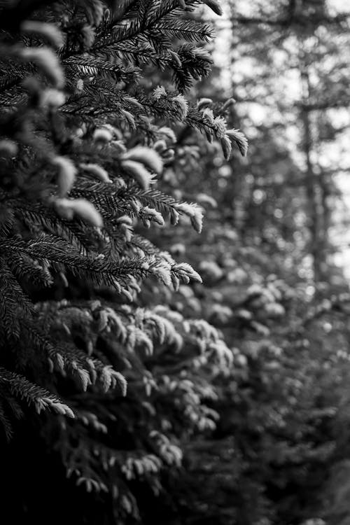 Grayscale Photo of a Snow Covered Pine Tree