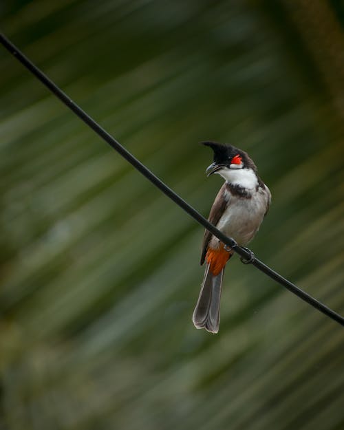 Bird Perching on Wire