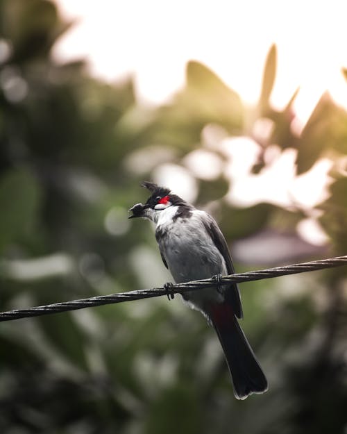 Close-up of a Red-whiskered Bulbul