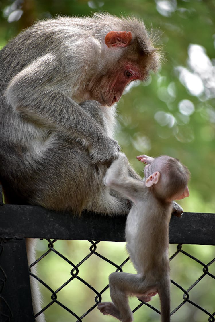 Young Monkey With Parent